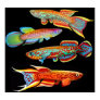 Colorful Killifish Poster