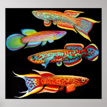 Colorful Killifish Poster