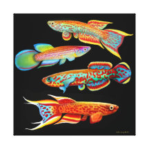 Colorful Killifish Wrapped Canvas Canvas Print