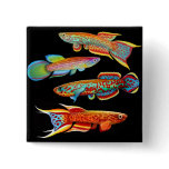 Colorful Killifishes Pin