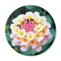 Colorful Lantana magnets