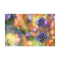 Colorful Lavender Garden Photo Gallery Wrap Canvas