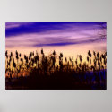 Colorful Marshland Autumn Sunset posters