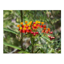 Colorful Milkweed Post Card