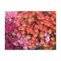 Colorful Mums Postcard