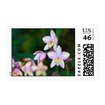 Colorful Orchids postage