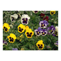 Colorful pansy flowers invites