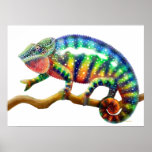 Colorful Panther Chameleon  Print