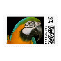 Colorful Parrot Portrait Stamp