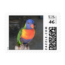 Colorful Parrot Postage Stamps