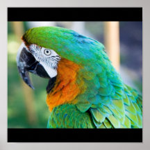 Colorful Parrot Poster