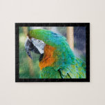Colorful Parrot Puzzle