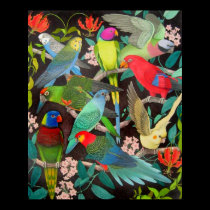 Colorful Parrots and Parakeets Poster posters