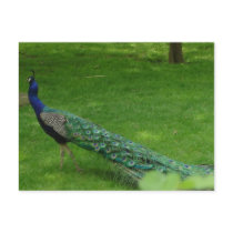 Colorful peacock card postcards by write2chinu Colorful peacock card postcards
