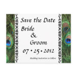 Colorful Peacock Eyes Wedding Postcards Colorful Peacock Eyes Wedding Postcards