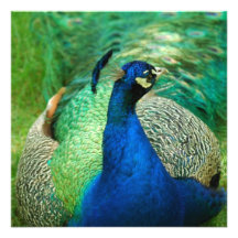 Colorful Peacock Invitations
