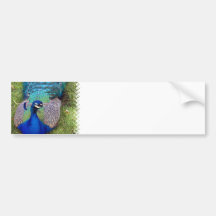 Colorful Peafowl  Bumper Stickers