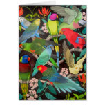 Colorful Pet Parrots of the World Card