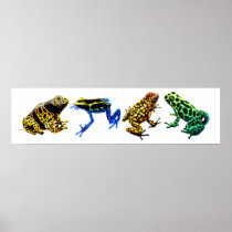 Colorful Poison Frogs Print