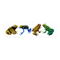 Colorful Poison Frogs Print