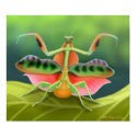 Colorful Praying Mantis Bug Poster posters