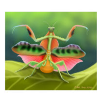 Colorful Praying Mantis Bug Poster posters