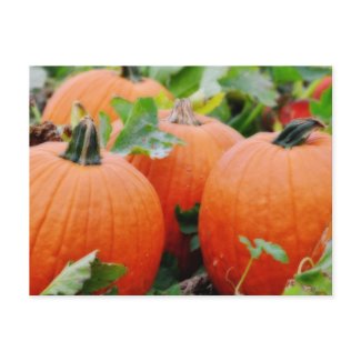 Colorful Pumpkins! postcard