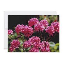 Colorful Rhododendrons, Quebec, Canada Custom Invites