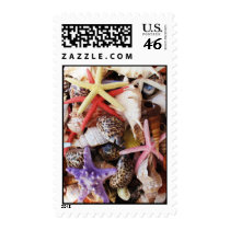 Colorful Sea Shells Postage Stamp