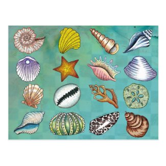 Colorful Seashell Postcard