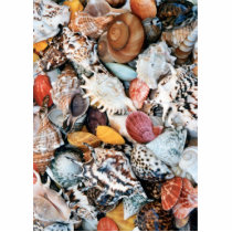 Colorful Seashells Photo Sculptures