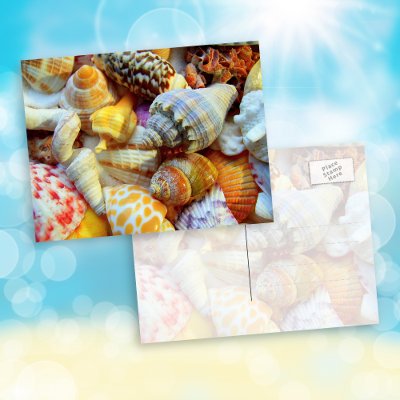 Colorful Seashells Post Card by millhill