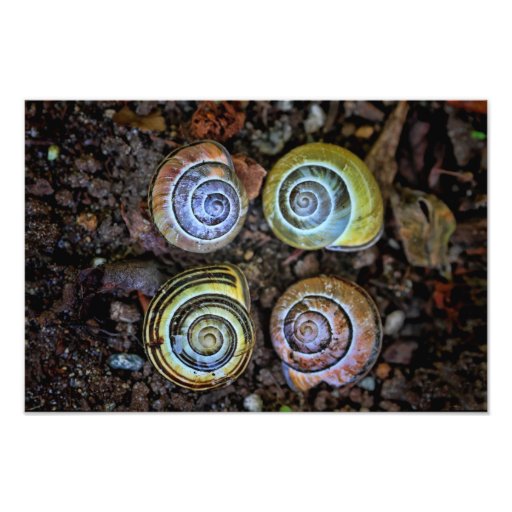 Colorful Snail Shells Picture Photo Zazzle