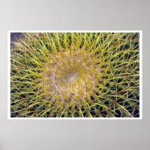 Colorful Spines Poster