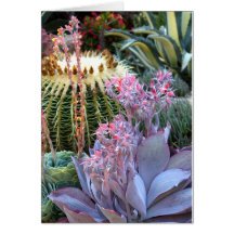 Colorful Succulent Garden Card