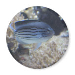 Colorful tropical fish picture magnet