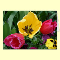 Colorful tulips cards