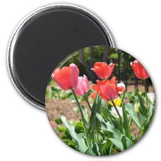 Colorful Tulips magnet