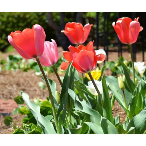 Colorful Tulips zazzle_mousepad