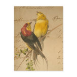 Colorful Vintage Birds On Vintage Ledger Paper Postcards