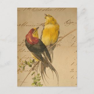 Colorful Vintage Birds On Vintage Ledger Paper postcard