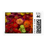 Colorful Zinnias Postage Stamps