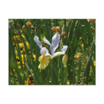 Colorfull iris postcards by Yarijik Colorfull iris postcards