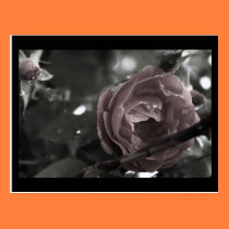 Colorized Rose & Raindrops Digital Mini Print postcards
