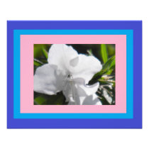Colors in Azalea Photo