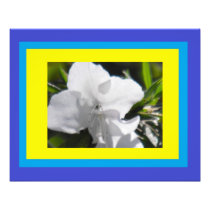 Colors in Azalea Photographic Print