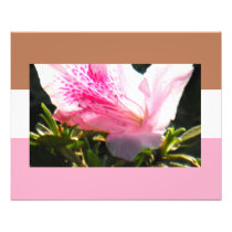 Colors in Azalea Photo Print