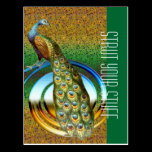Colors of a Peacock postcards