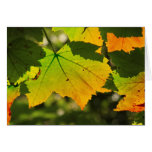 Colors of Fall Greeting Cards