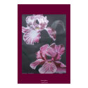 Colors of Iris posters by CrookedRiverArt Colors of Iris posters